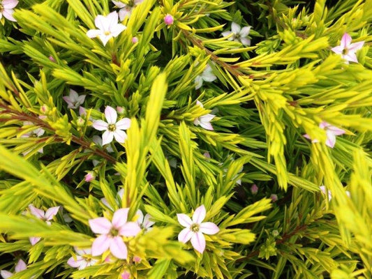 Coleonema pulchellum Aurea ColpulAu Golden Diosma, Golden Breath of Heaven, Golden Confetti Bush 140mm