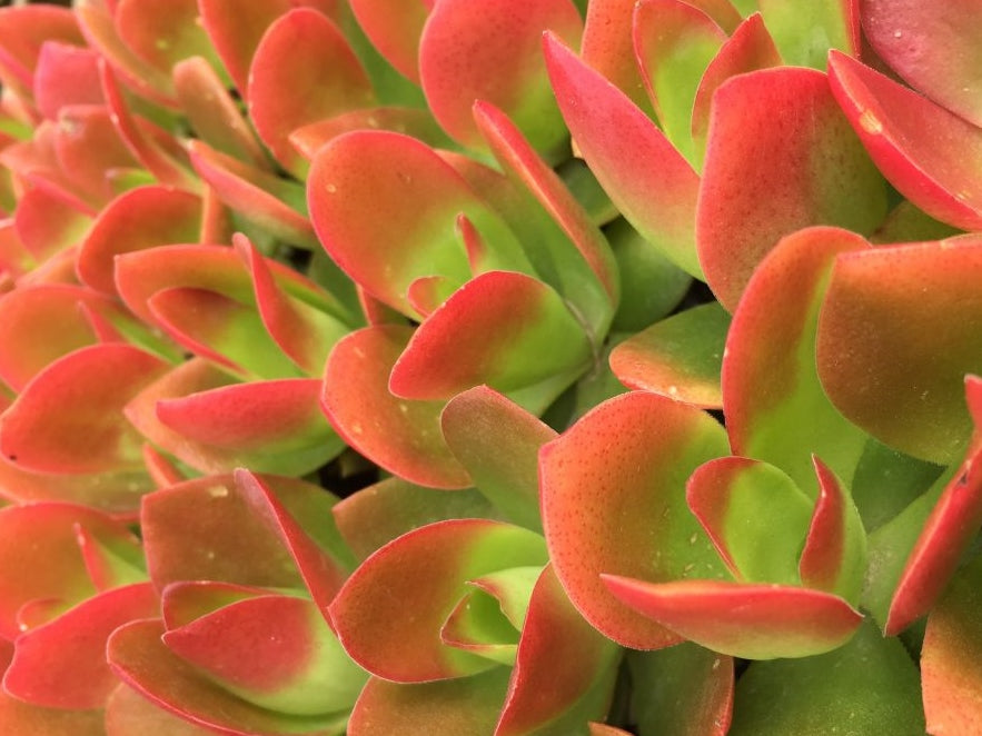 Crassula capitella Campfire CracapCam Succulent 140mm