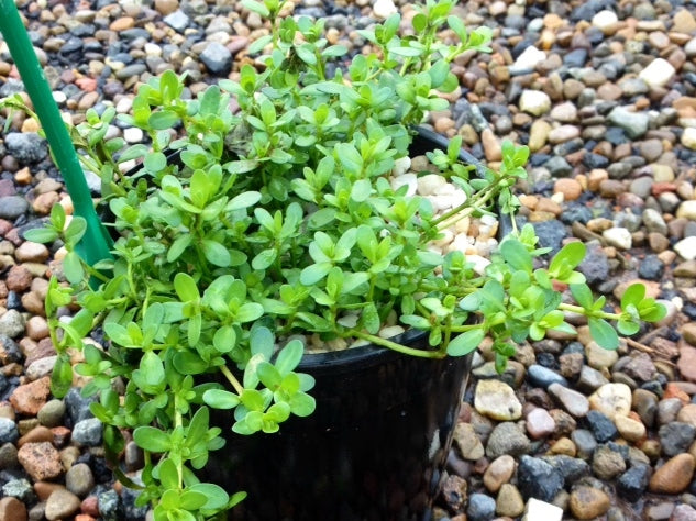 Bacopa monnieri Bacmon Water Hyssop, Brahmi, Memory Herb 140mm