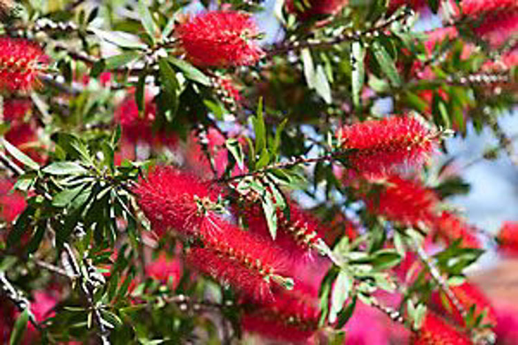 Callistemon viminalis Captain Cook CalvimCC Syn Callistemon viminalis Compacta, Weeping Bottlebrush, Creek Bottlebrush
