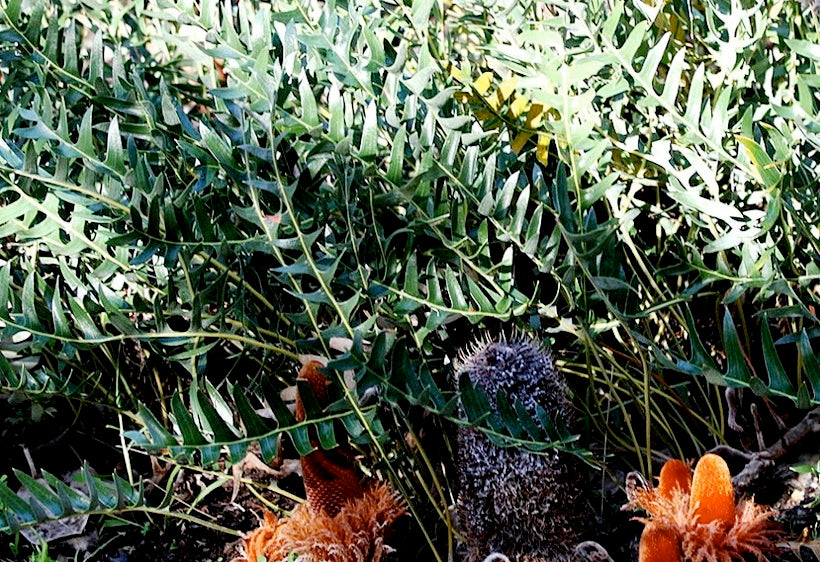 Banksia blechnifolia Banble Groundcover Banksia, Fern Leaf Banksia, Prostrate Banksia 140mm