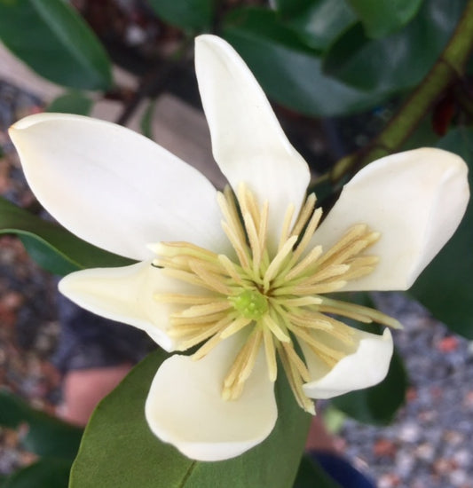 Magnolia hybrida Princess Cinderella MaghybPC PARCIND 140mm