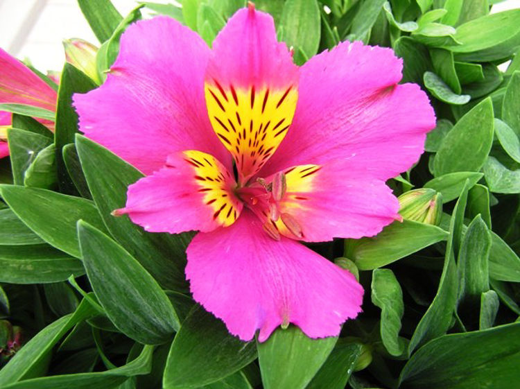 Alstroemeria hybrida Princess Elaine AlshybPE Peruvian Lily, Princess Lily 170mm