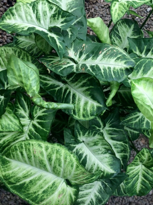 Syngonium podophyllum Pixie SynpodPix Dwarf Arrowhead Plant 120mm
