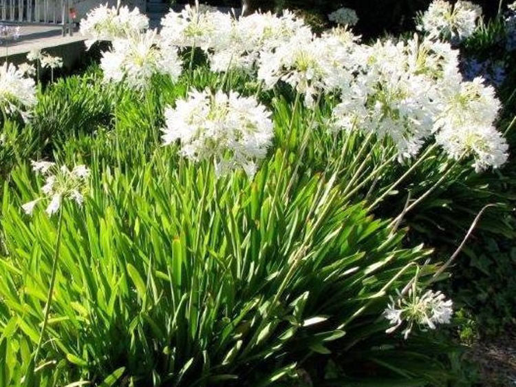 Agapanthus praecox White AgapraWh Lily of the Nile, African Lily