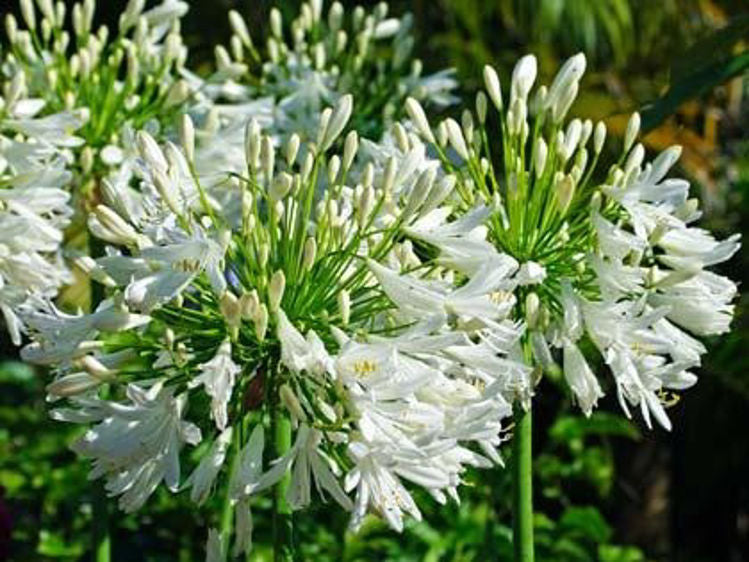 Agapanthus praecox White AgapraWh Lily of the Nile, African Lily