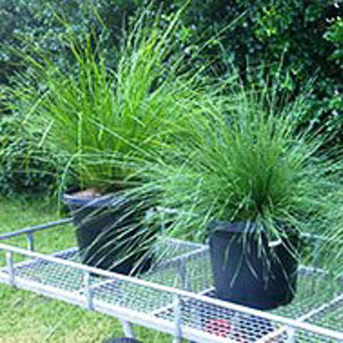 Lomandra longifolia Evergreen Baby PBR LomlonEB Spiny Head Mat Rush, Basket Grass, LM600