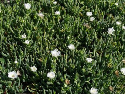 Carpobrotus rossii White CarrosWh Native Pigface, Karkalla 140mm