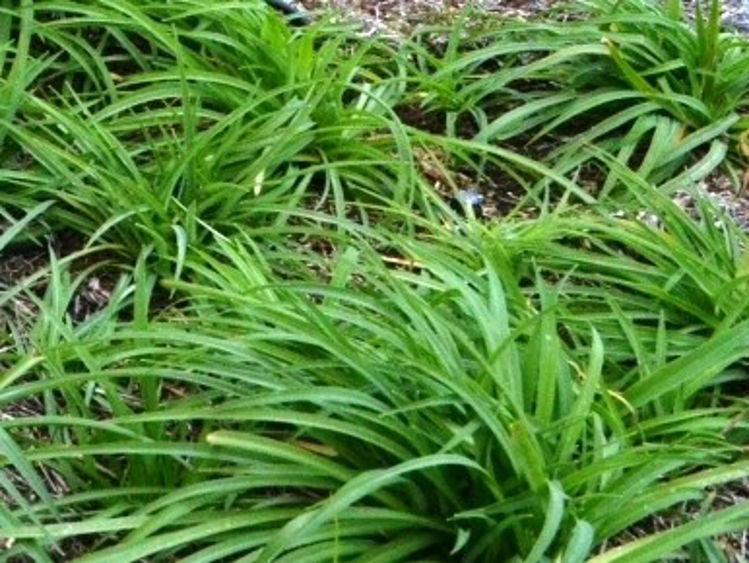 Arthropodium milleflorum Artmil Pale Vanilla Lily 140mm