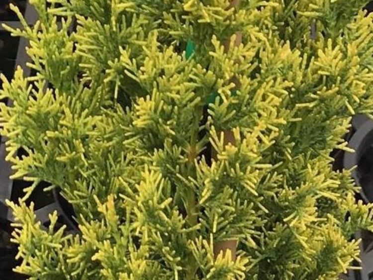 Cupressus sempervirens Swanes Golden CupsemSG Mediterranean Cypress, Pencil Pine, Italian Cypress, Tuscan Cypress, Conifer 140mm