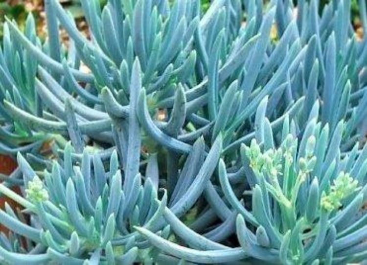 Senecio repens Senrep Blue Chalksticks, Blue Chalk Sticks, Succulent 140mm