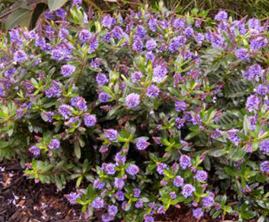 Hebe hybrida Heebie Jeebies HebhybHJ