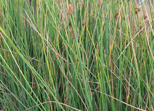 Juncus pallidus Junpal Great Soft Rush, Pale Rush 140mm