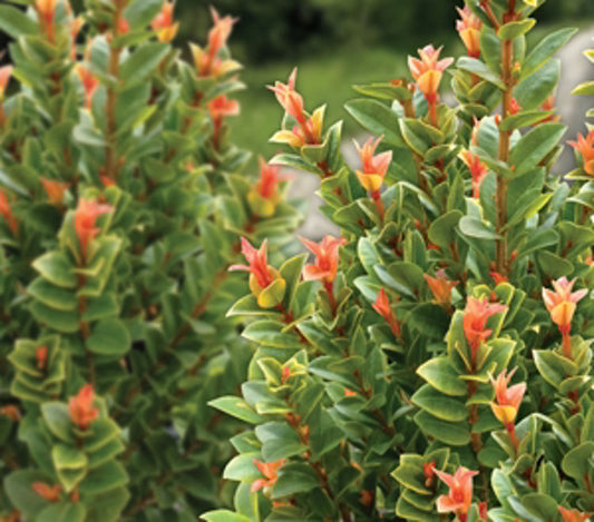 Syzygium australe Sunset Delight SyzausSD Lilly Pilly, Brush Cherry, Psyllid Resistant Lilly Pilly 140mm