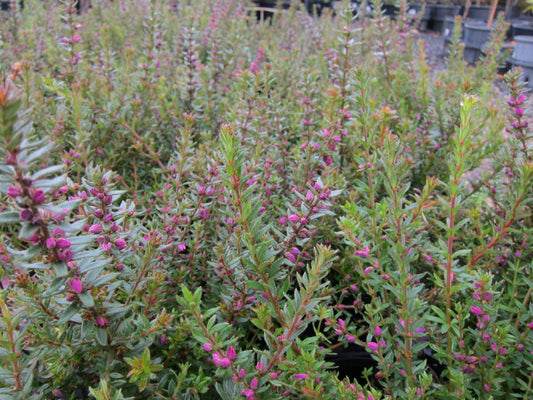 Tetratheca thymifolia Tetthy Black Eyed Susan, Thyme Pink Bells 140mm