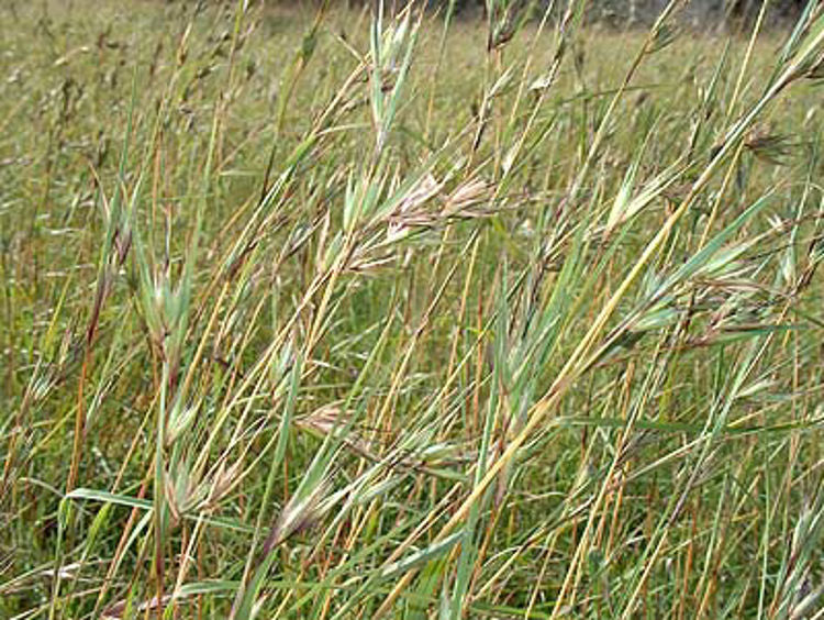Themeda triandra Thetri Syn Themeda australis, Kangaroo Grass 70mm