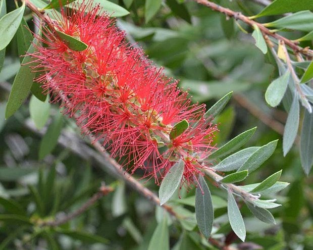 Callistemon citrinus Endeavour CalcitEnd Bottlebrush, Common Red Bottlebrush, Crimson Bottlebrush