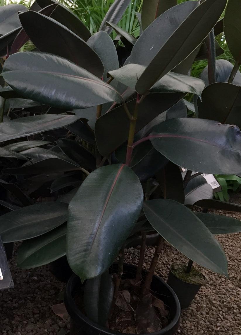Ficus elastica Burgundy - Rubber Tree 120mm