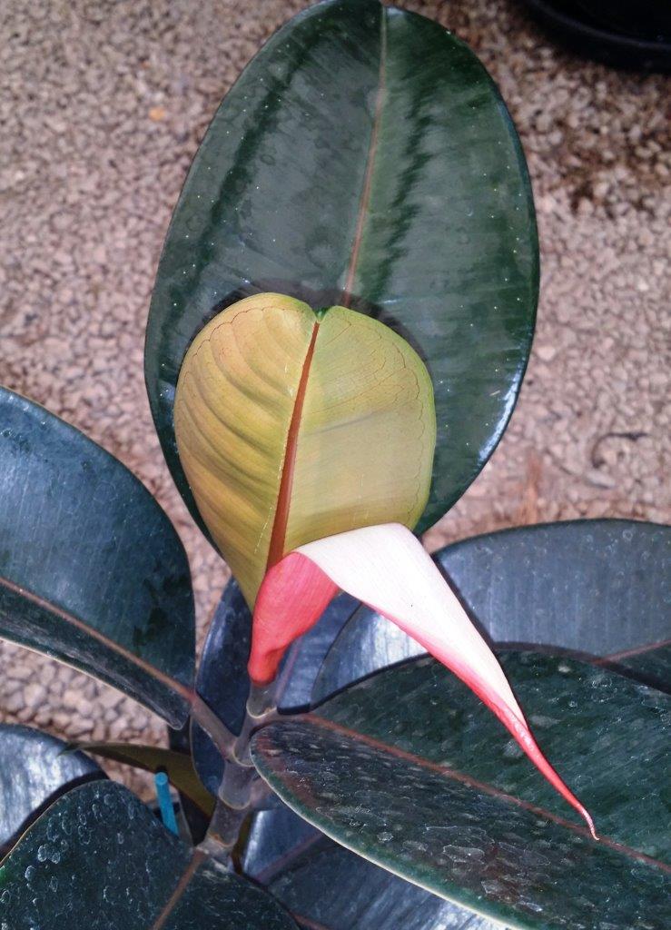 Ficus elastica Burgundy - Rubber Tree 120mm