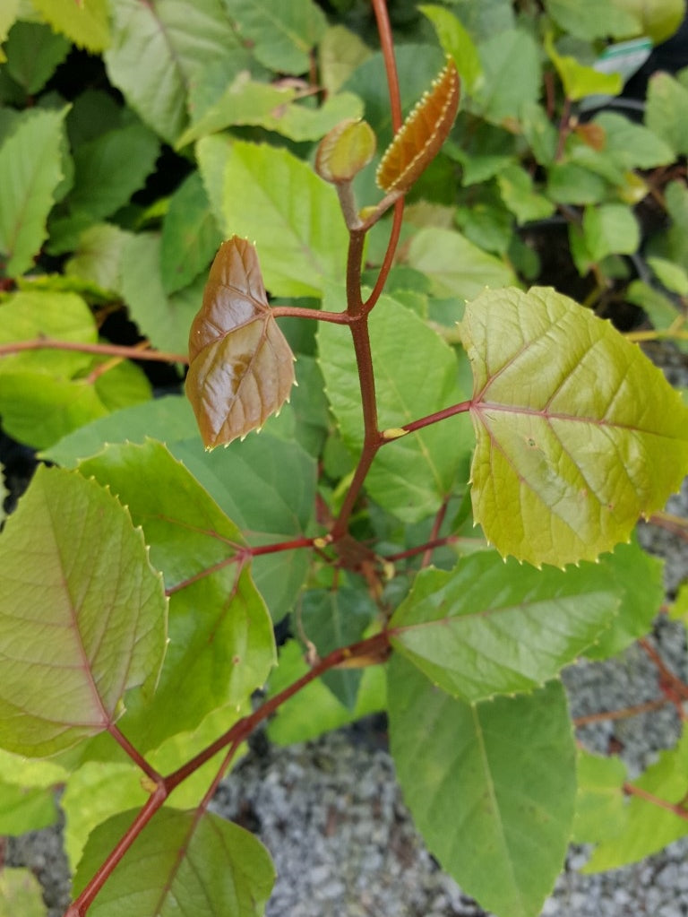 Cissus antarctica Cisant Syn Vitus antarctica, Cissus baudiniana, Cissus glandulosa, Kangaroo Vine 140mm