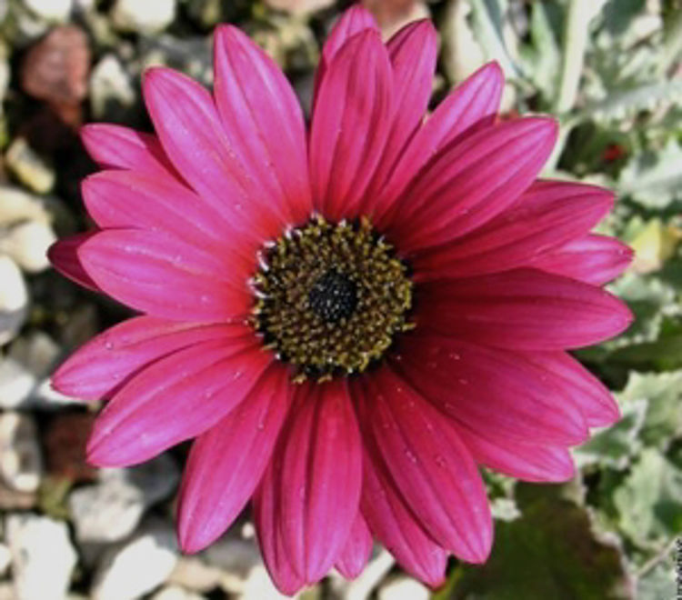 Arctotis hybrida Plum ArchybPlu African Daisy 140mm