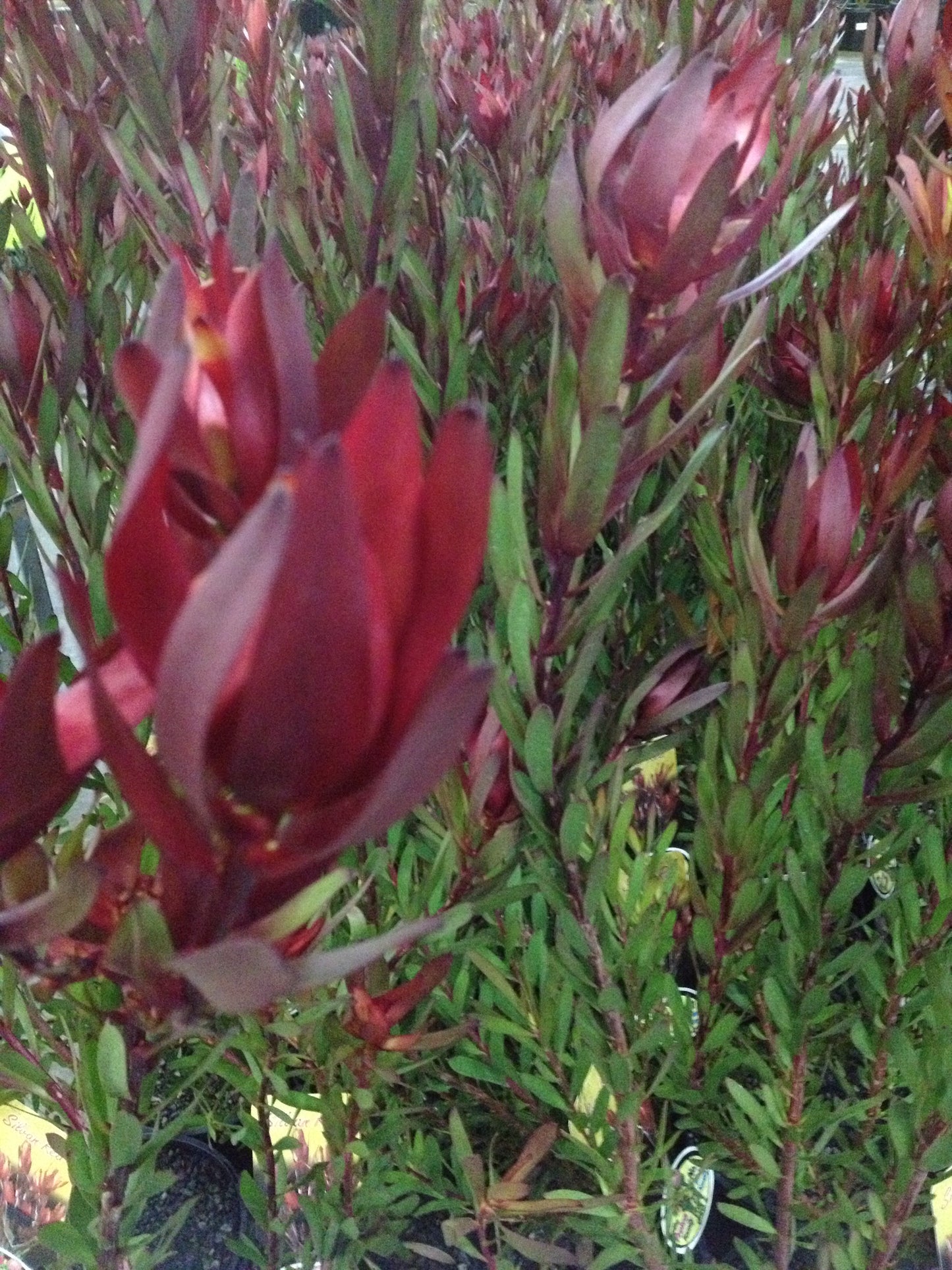 Leucadendron laureolum salignum Silvan Red LeulsSR Conebush 140mm