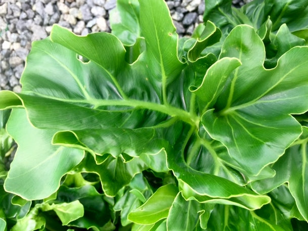 Philodendron selloum Super Atom PhiselSA 120mm