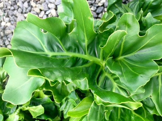 Philodendron selloum Super Atom PhiselSA 120mm