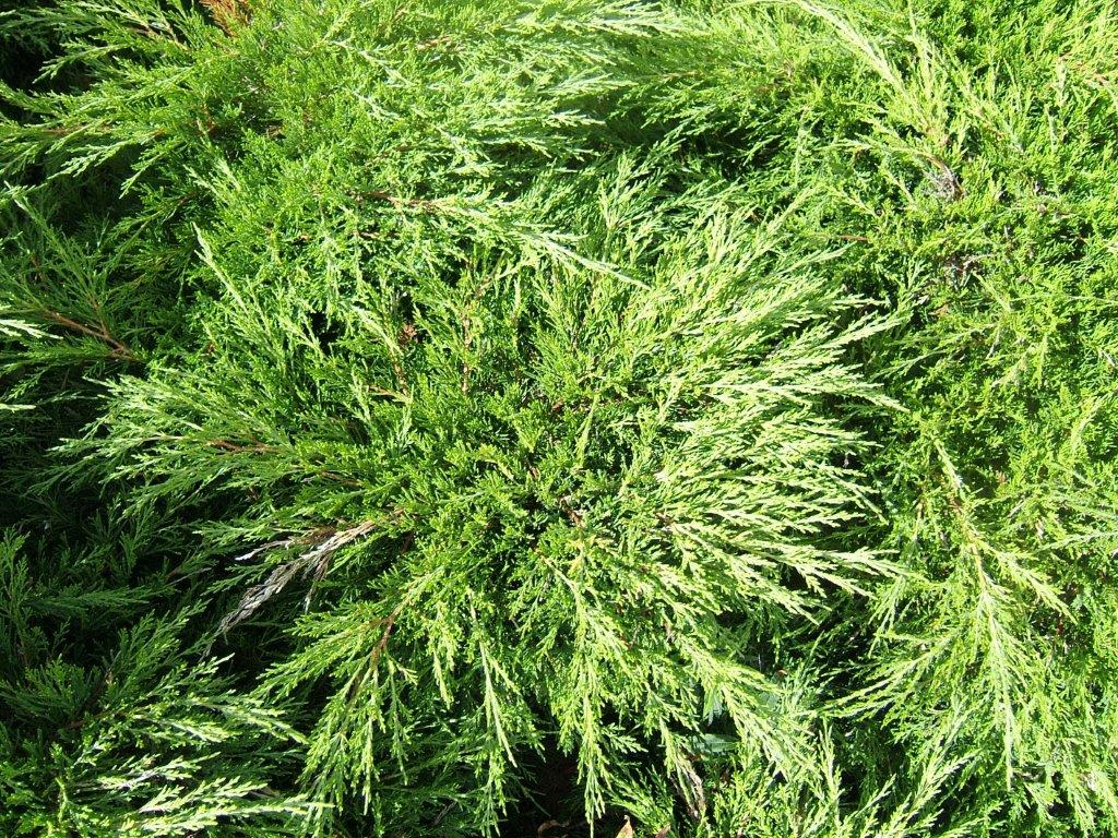 Juniperus sabina Junsab Savin Juniper, Savin, Conifer 140mm