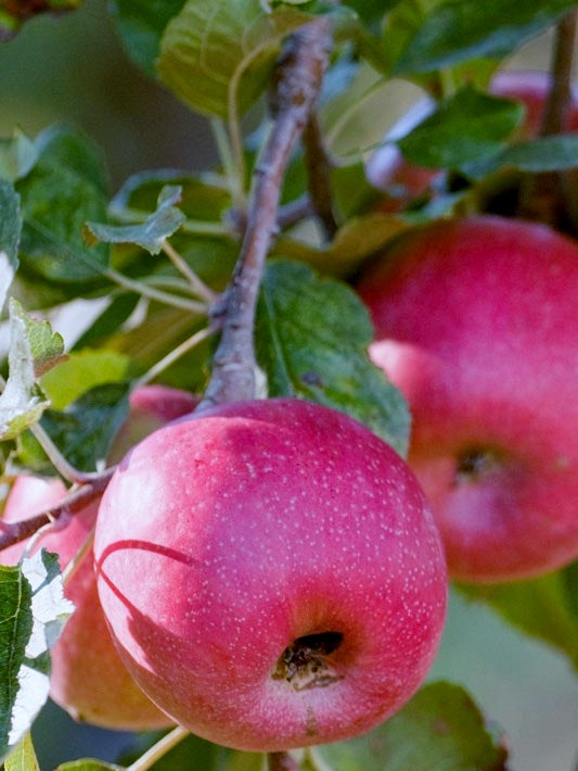 Malus domestica Pink Lady MaldomPL Apple, Cripps Pink Apple