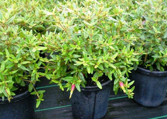 Correa reflexa Tall Form Red CorrefTFRe Native Fuchsia 140mm