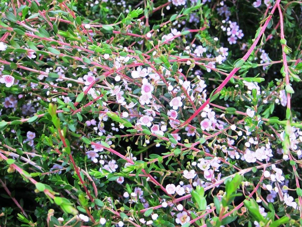 Thryptomene saxicola F C Payne ThrsaxFCP Rock Thryptomene 140mm