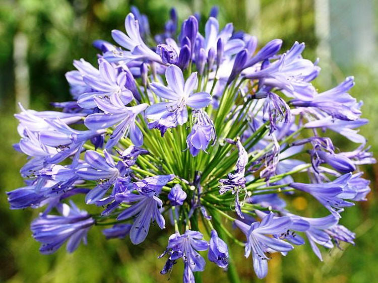 Agapanthus praecox Blue AgapraBl Lily of the Nile, African Lily 140mm