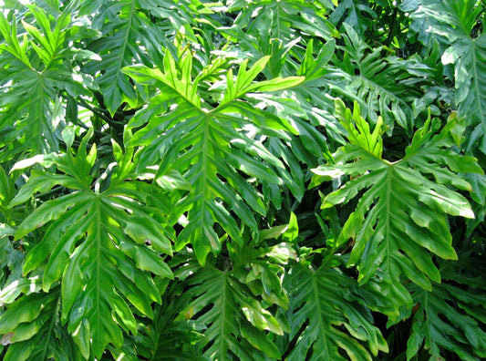 Philodendron hybrida Hope PhihybHop