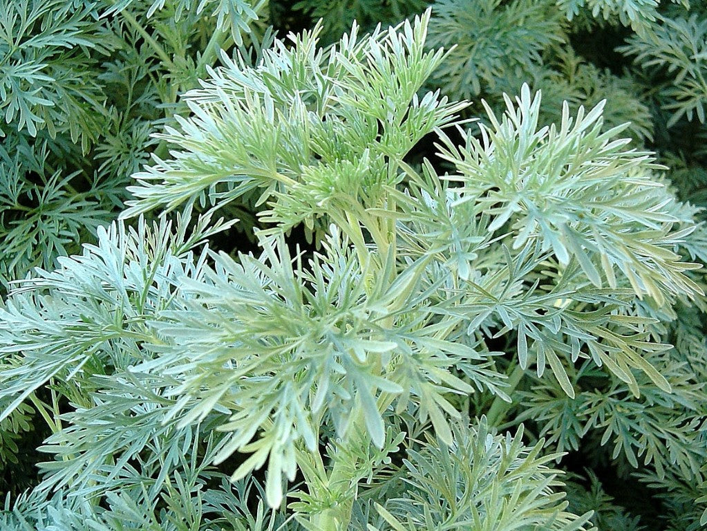 Artemisia arborescens Powis Castle ArtarbPC Tree Wormwood 140mm
