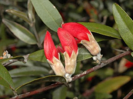 Gastrolobium celsianum Gascel 140mm