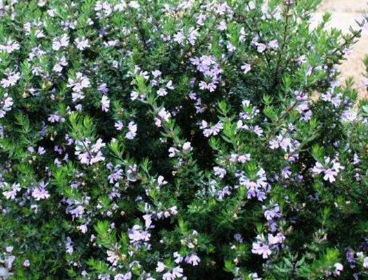 Westringia fruticosa Naringa PBR WesfruNar Native Rosemary, Coastal Rosemary, Coast Rosemary, WES01 140mm