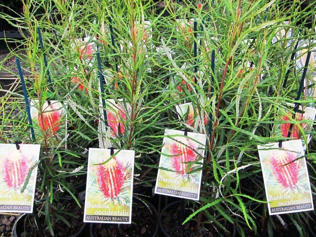 Banksia occidentalis Banocc Red Swamp Banksia, Waterbush 140mm