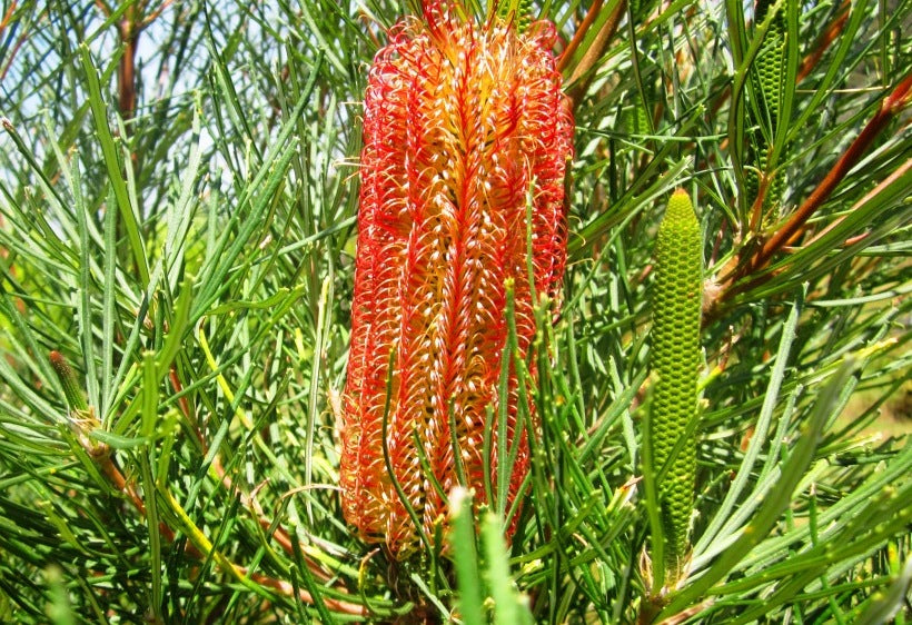 Banksia occidentalis Banocc Red Swamp Banksia, Waterbush 140mm