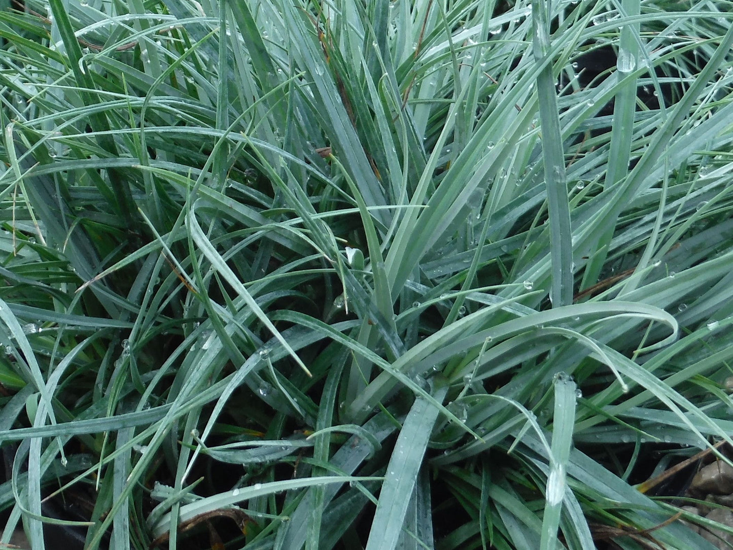 Carex glauca Cargla Blue Sedge, Grey Sedge, Glaucous Sedge 70mm