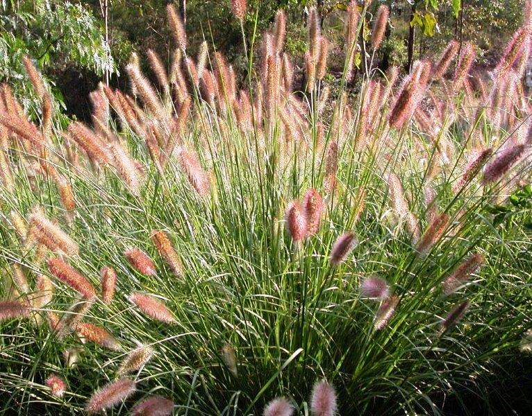 Pennisetum alopecuroides Purple Lea PBR PenaloPL Fountain Grass, Swamp Foxtail 140mm