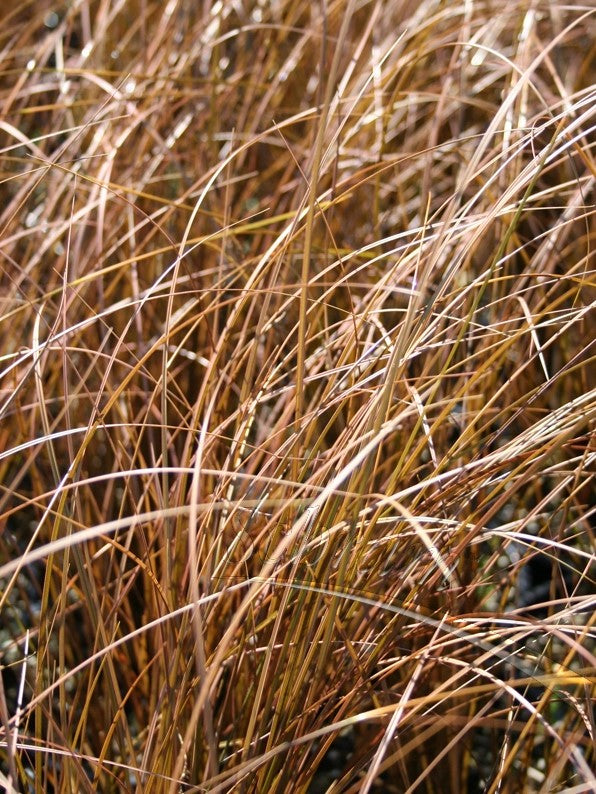 Carex petriei Carpet Sedge 70mm