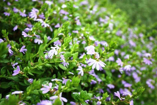 Scaevola humilis Purple Fusion PBR ScahumPF Fan Flower