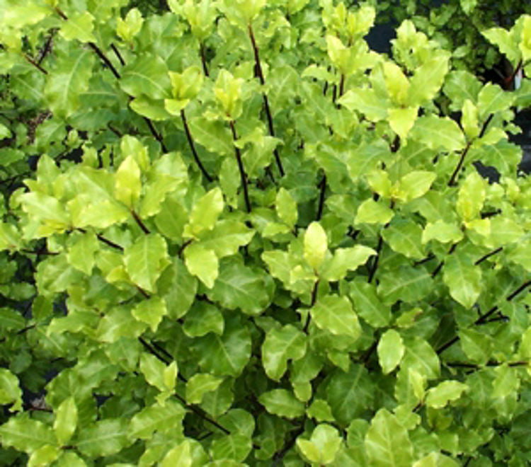 Pittosporum tenuifolium Tasman Ruffles PittenTR Kohuhu 70mm