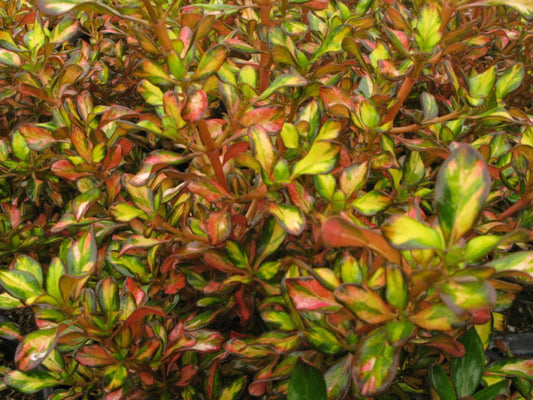 Coprosma repens Evening Glow CoprepEG Mirror Bush, Shiny Leaf 170mm