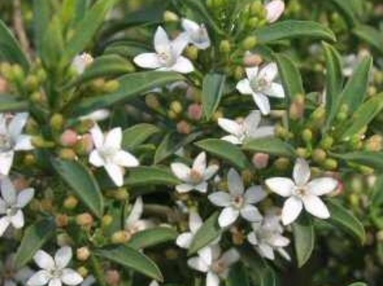 Philotheca myoporoides Profusion PhimyoPro Long Leaf Wax Flower 140mm