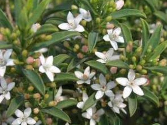 Philotheca myoporoides Profusion PhimyoPro Long Leaf Wax Flower 140mm