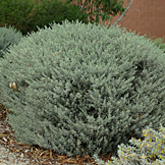 Eremophila glabra Silver Ball EreglaSBa Compact Form, Tar Bush 140mm