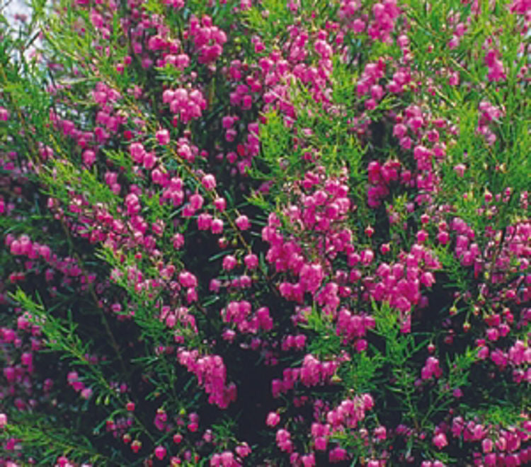 Boronia heterophylla Just Margaret BorhetJM Red Boronia 140mm