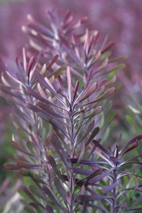 Leucadendron galpinii Purple Haze LeugalPH Conebush, Female 140mm